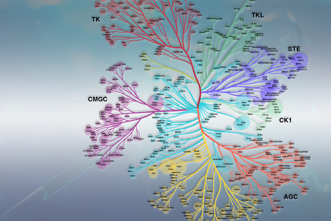 An Introduction to Kinases Biology Diagrams