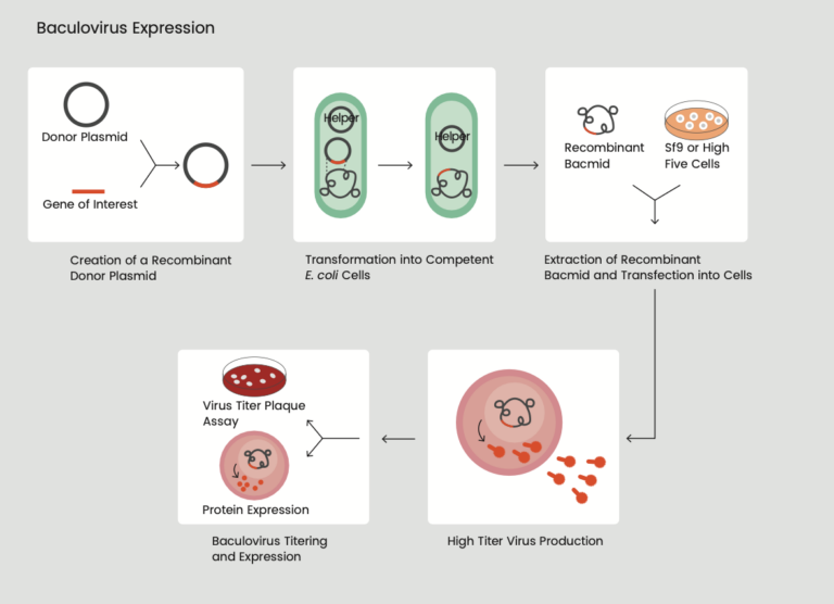 Why use insect cells for Ubiquitin expression?