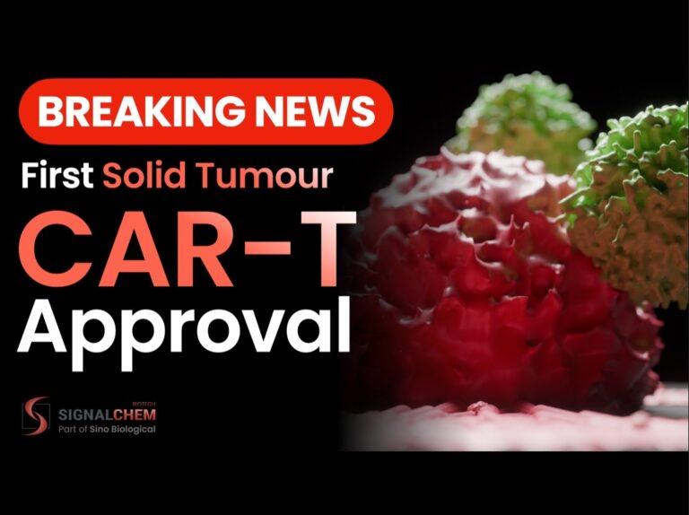 First Solid Tumour CAR-T Cell Approved!