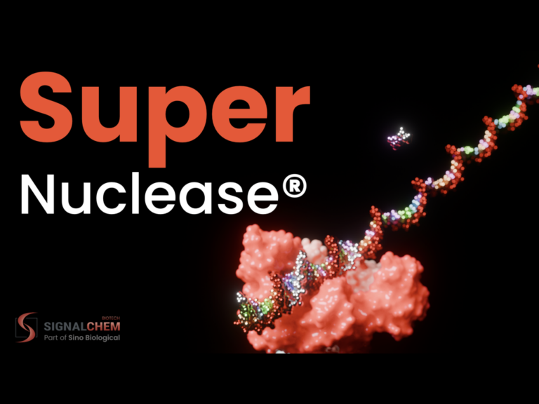 SuperNuclease for Residual DNA Removal in Biologics