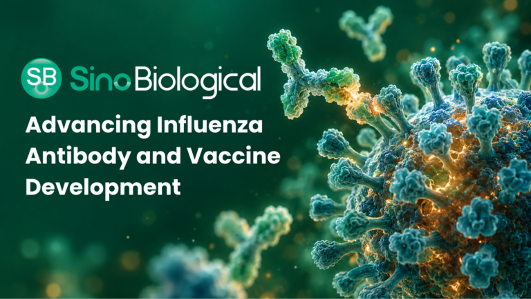 Advancing Influenza Antibody and Vaccine Development with Sino Biological